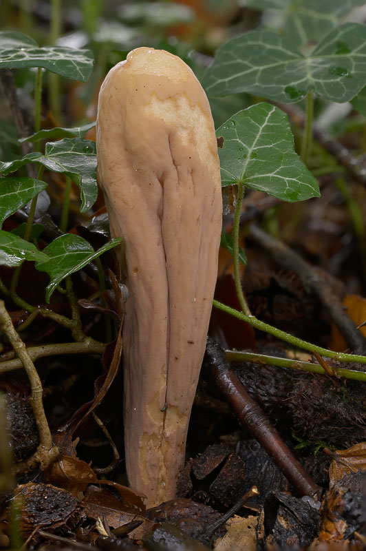 Clavariadelphus pistillaris